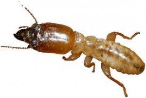 termit.jpg