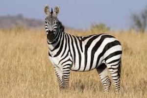 zebra.jpg